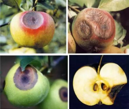 最新炭疽病治療藥物，變化、學(xué)習(xí)與信心的力量探索