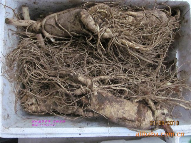 人參最新價(jià)格及市場(chǎng)走勢(shì)、品質(zhì)鑒別全解析