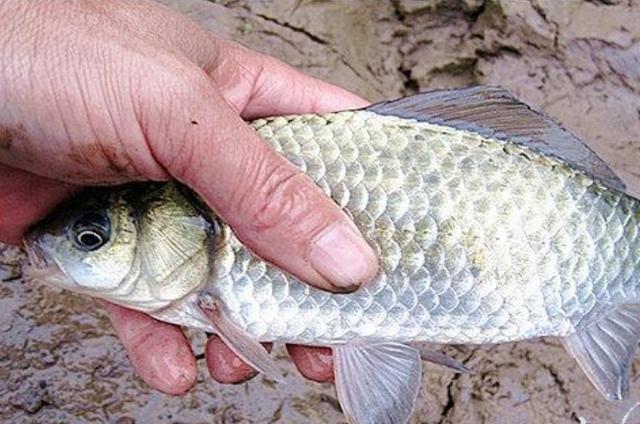 高科技智能魚探設備引領海洋探索新時代，最新魚訊速遞