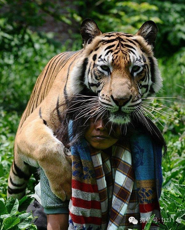 最新人與獸技能學習與實踐步驟指南，從理論到實操的全面指南