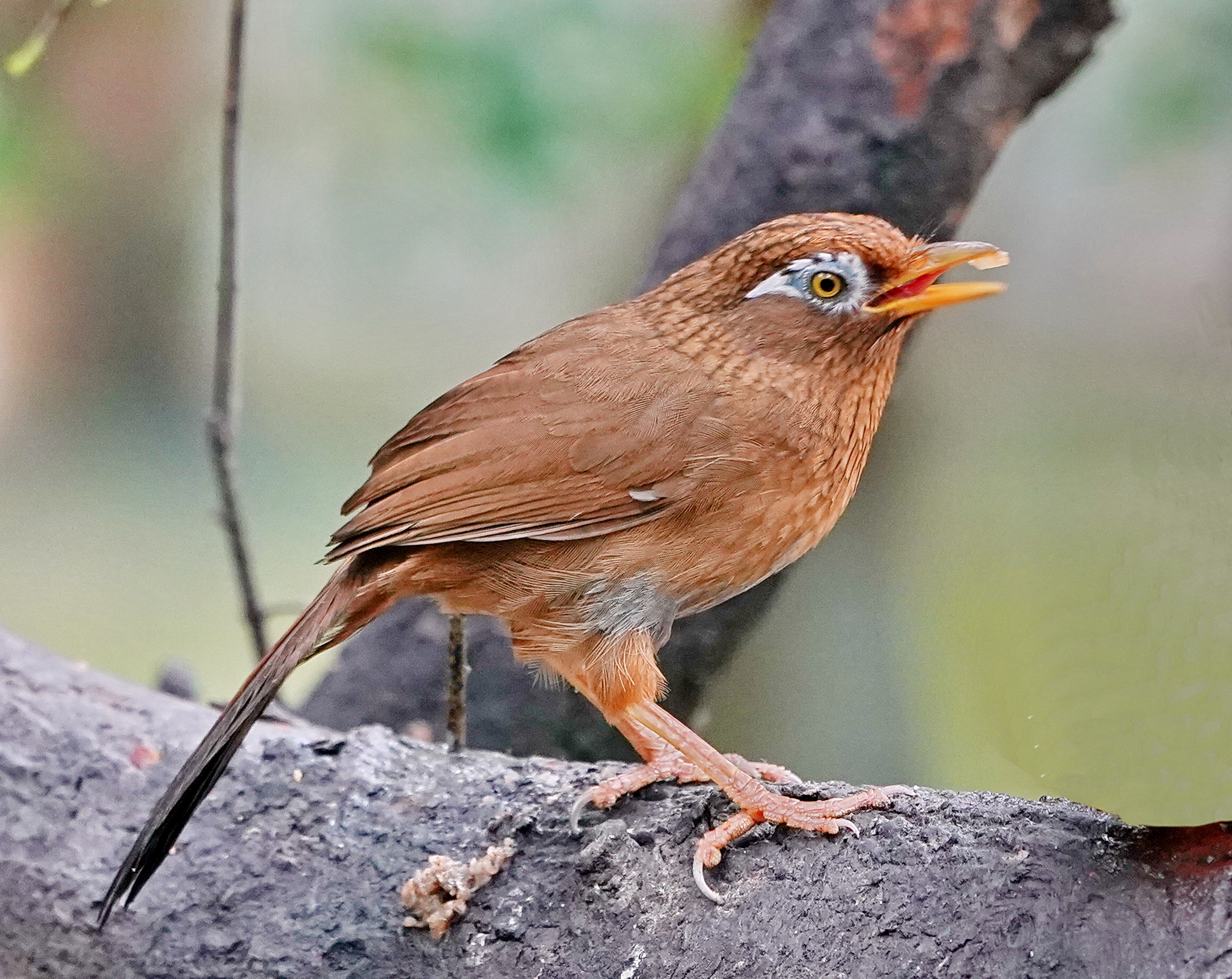 最新畫眉鳥，與自然美景的遨游，探尋內(nèi)心平和的旅程