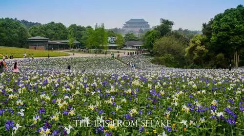 石象湖門票最新信息，賞花門票火熱搶購(gòu)中！