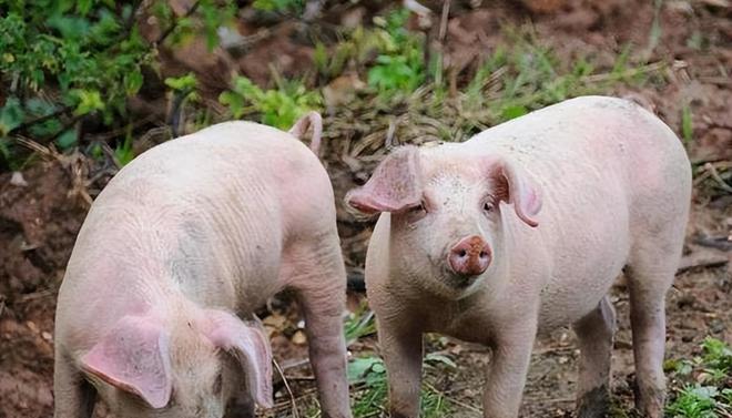 時代背景下的市場洞察，母豬價格最新行情分析