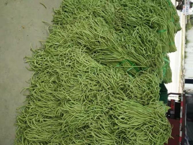 合浦豆角最新價(jià)格指南，獲取與比較豆角價(jià)格的方法及最新價(jià)格更新通知