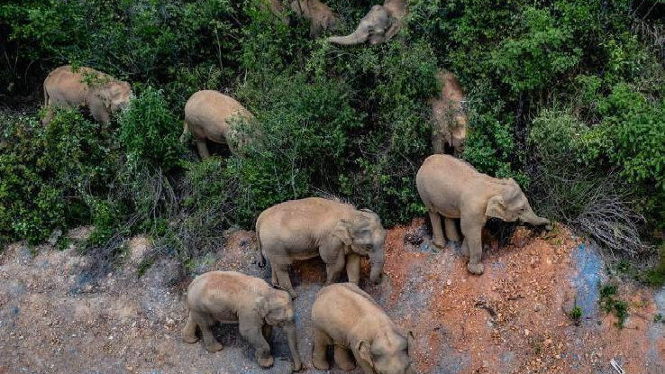 象群最新現(xiàn)身地，力量與自信之歌的演繹