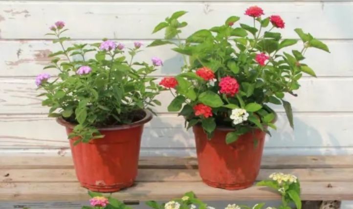 最新跳蛋閱讀視頻，溫馨的讀書時光探索之旅