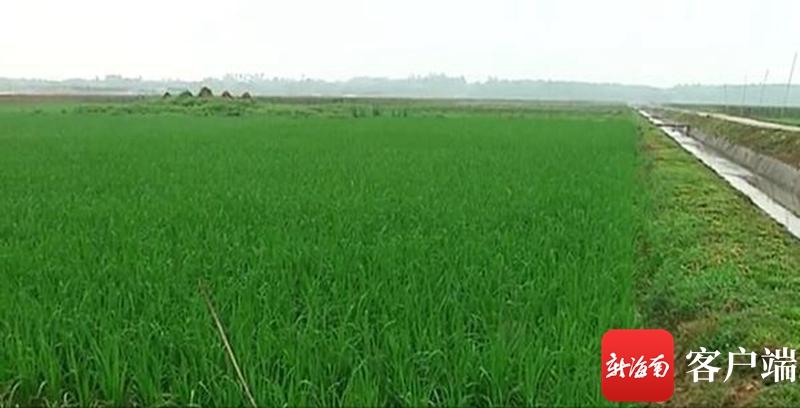 澄邁最新動態(tài)，自然美景探索之旅，尋覓內(nèi)心平和與寧靜的旅程