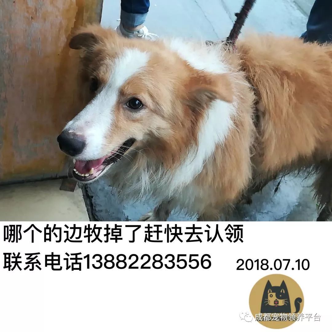 成都最新尋狗記，巷弄深處特色小店中的尋寵之旅