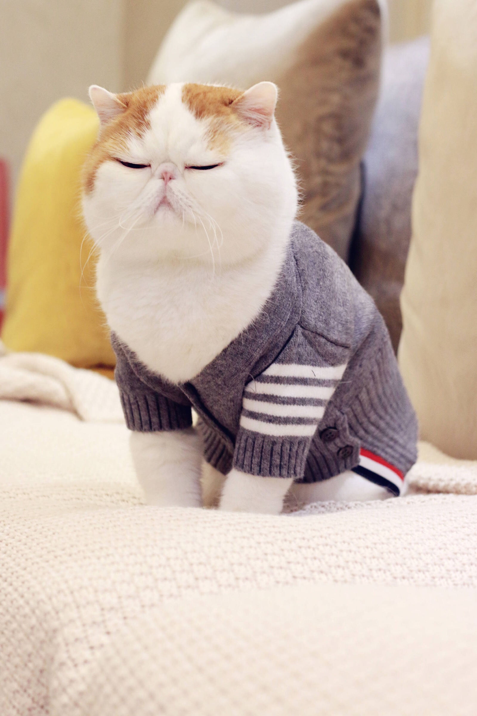 小胖Snoopy最新萌照，瞬間融化人心！