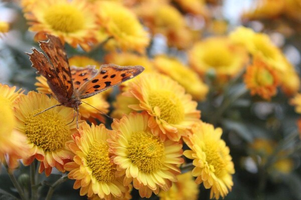 番茄最新作品，用學(xué)習(xí)之鑰，開啟自信與成就的大門