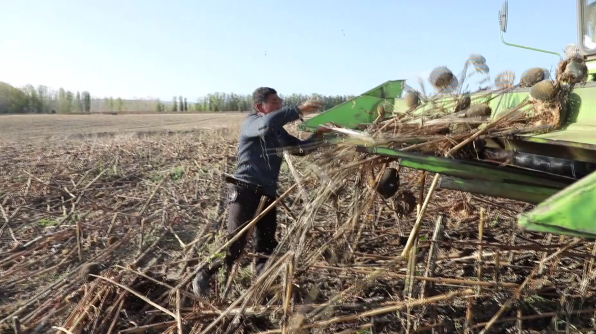 油葵最新價(jià)格獲取指南及行情分析