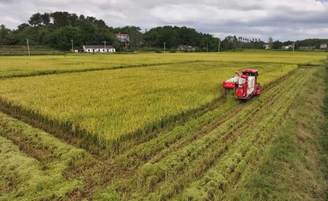 最新直播稻技術(shù)揭秘，小巷深處的稻田直播秘境探索