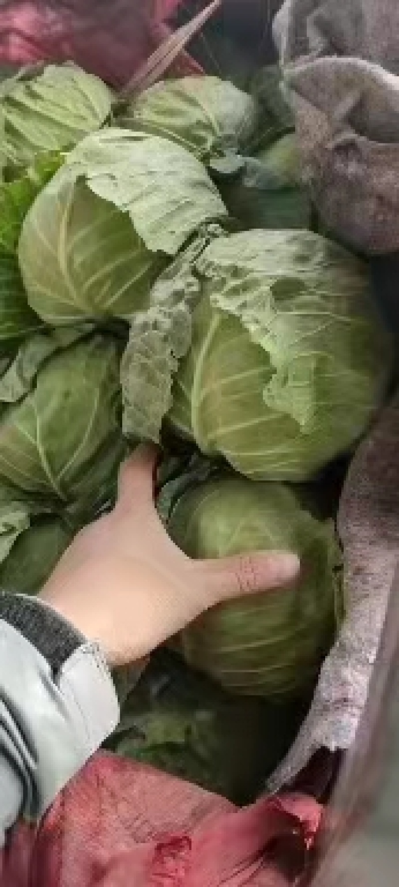 永年甘藍最新價格及市場走勢、種植要點與購買指南全解析