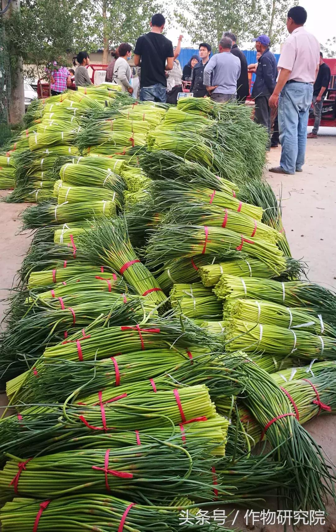 大蒜的奇妙旅程與溫馨故事，最新大蒜資訊報(bào)道