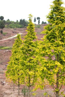 最新彩葉樹種種植與養(yǎng)護(hù)指南，從選種到養(yǎng)護(hù)一步到位！