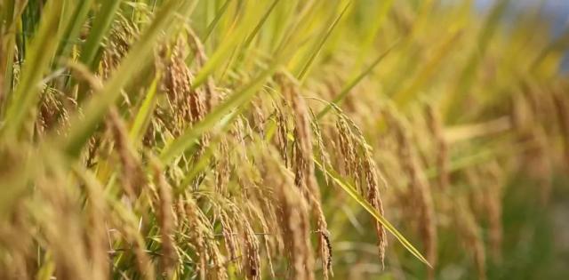 蒼南最新動(dòng)態(tài)，變化中的力量，學(xué)習(xí)鑄就自信與成就