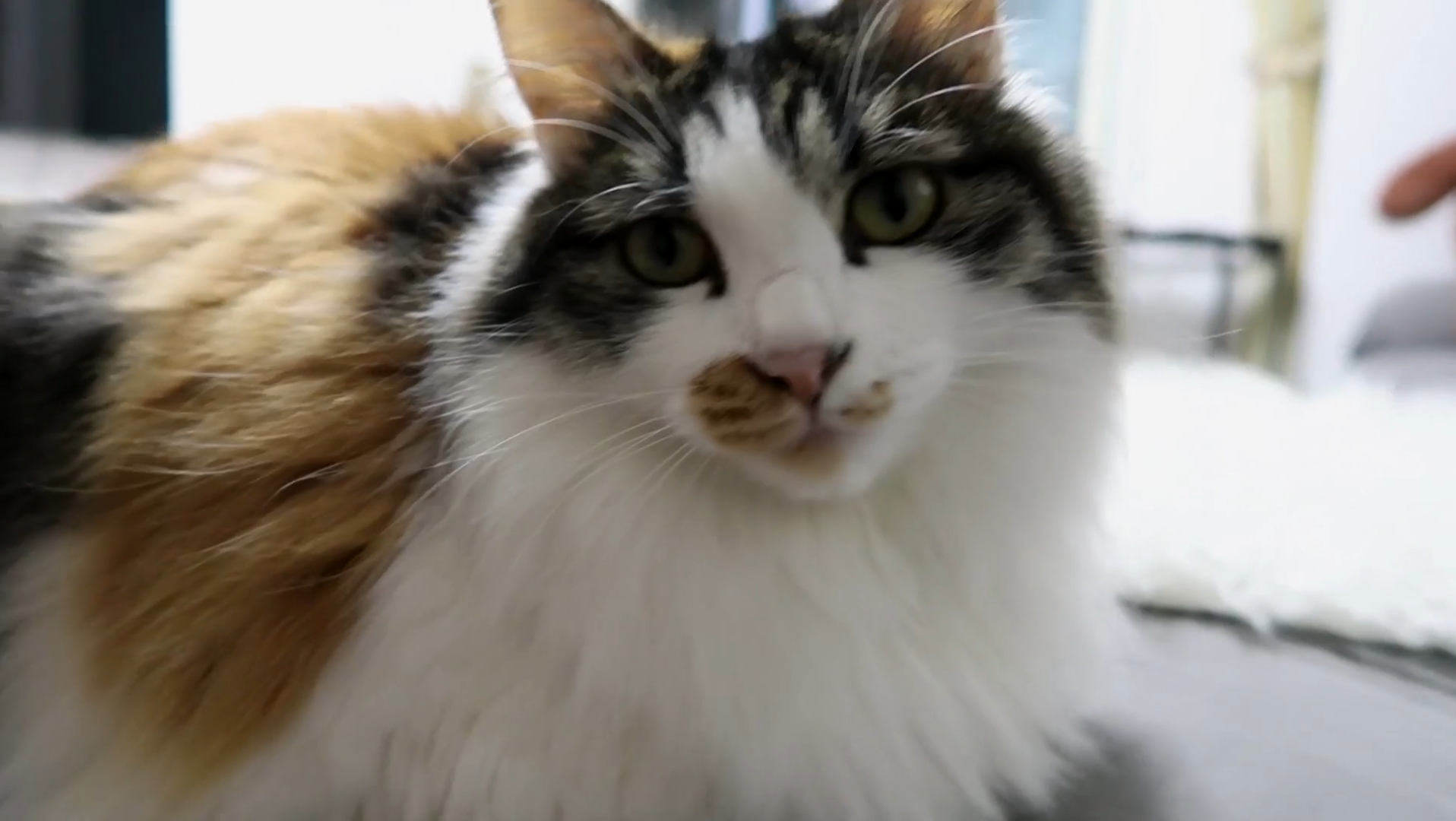 Maomi最新域名網(wǎng)站，時尚潮流的前沿引領者