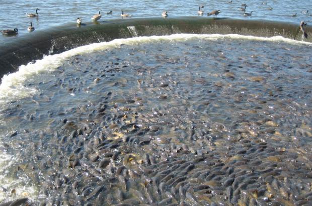 美國鯉魚成災(zāi)背后秘密揭秘，鯉魚泛濫與小巷獨(dú)特小店的故事