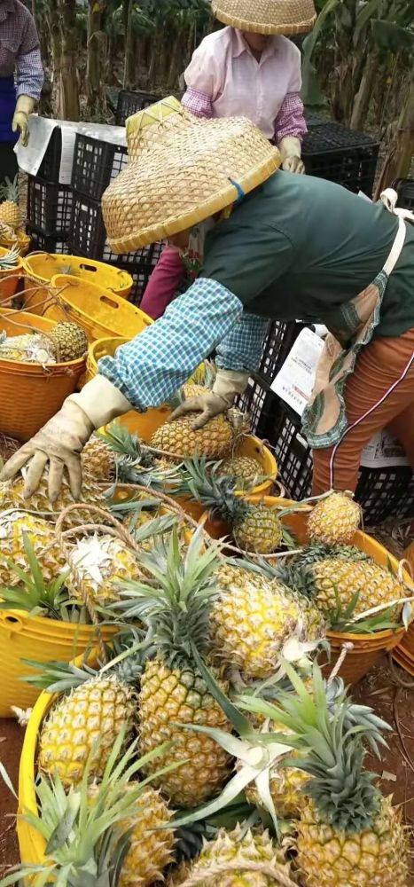 徐聞菠蘿最新價格及市場走勢分析，多方觀點解讀市場動態(tài)