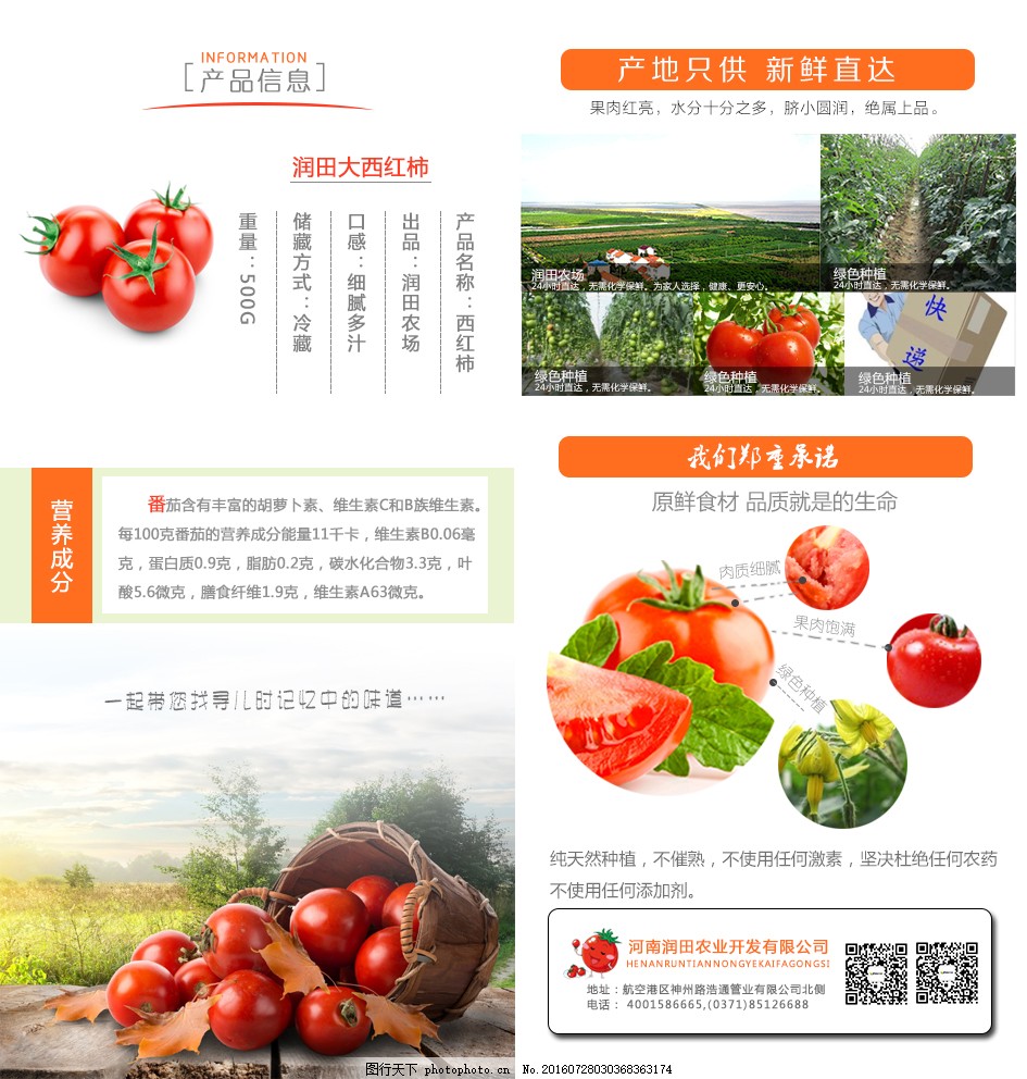 安徽西紅柿產(chǎn)地探秘，自然美景與鮮美西紅柿的邂逅之旅