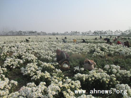 界首最新新聞，學(xué)習(xí)變革的力量，自信與成就感的融合之路