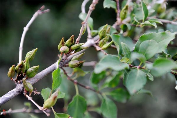 連翹最新價格走勢，機(jī)遇中的自信力量與自我成長展望