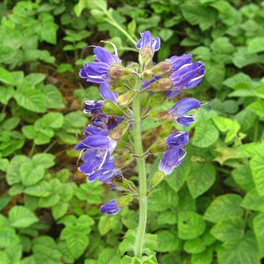 亳州丹參最新價格，市場走勢及選購指南全解析