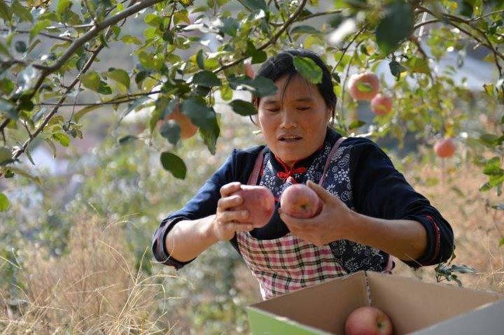 沂源蘋(píng)果最新價(jià)格，綠色之旅帶來(lái)內(nèi)心的平靜