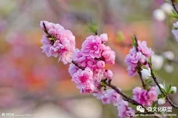 科技巔峰之作桃花開(kāi)啟未來(lái)生活新紀(jì)元，最新章節(jié)預(yù)覽