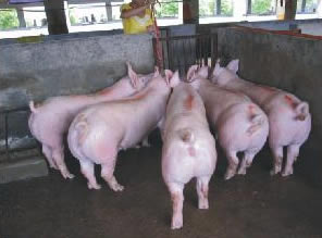 最新仔豬品種選擇與飼養(yǎng)指南，品種介紹與飼養(yǎng)步驟全解析