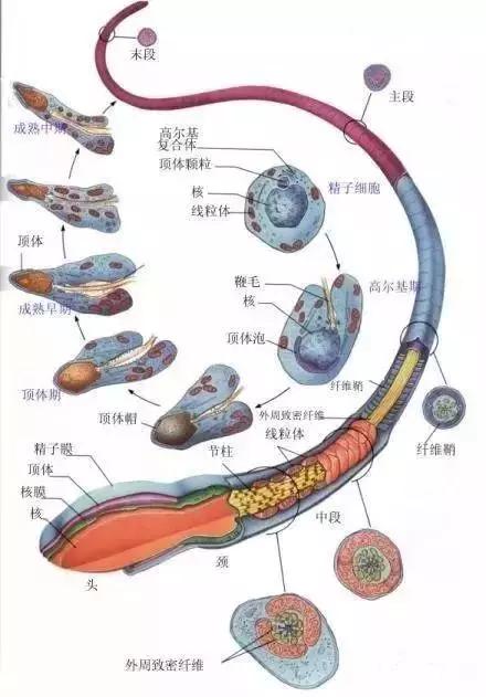 窩精子最新，小巷中的秘密風(fēng)味探索