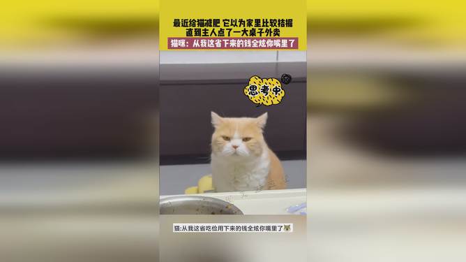 省貓任務(wù)輕松完成指南，最新技能學(xué)習(xí)與任務(wù)執(zhí)行詳細(xì)步驟