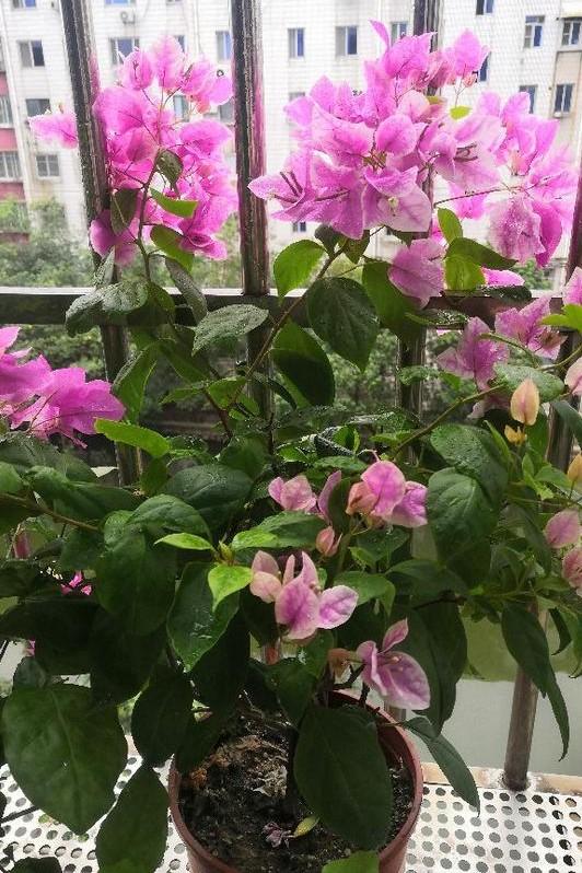 小巷深處的獨(dú)特花語，最新殘花之美