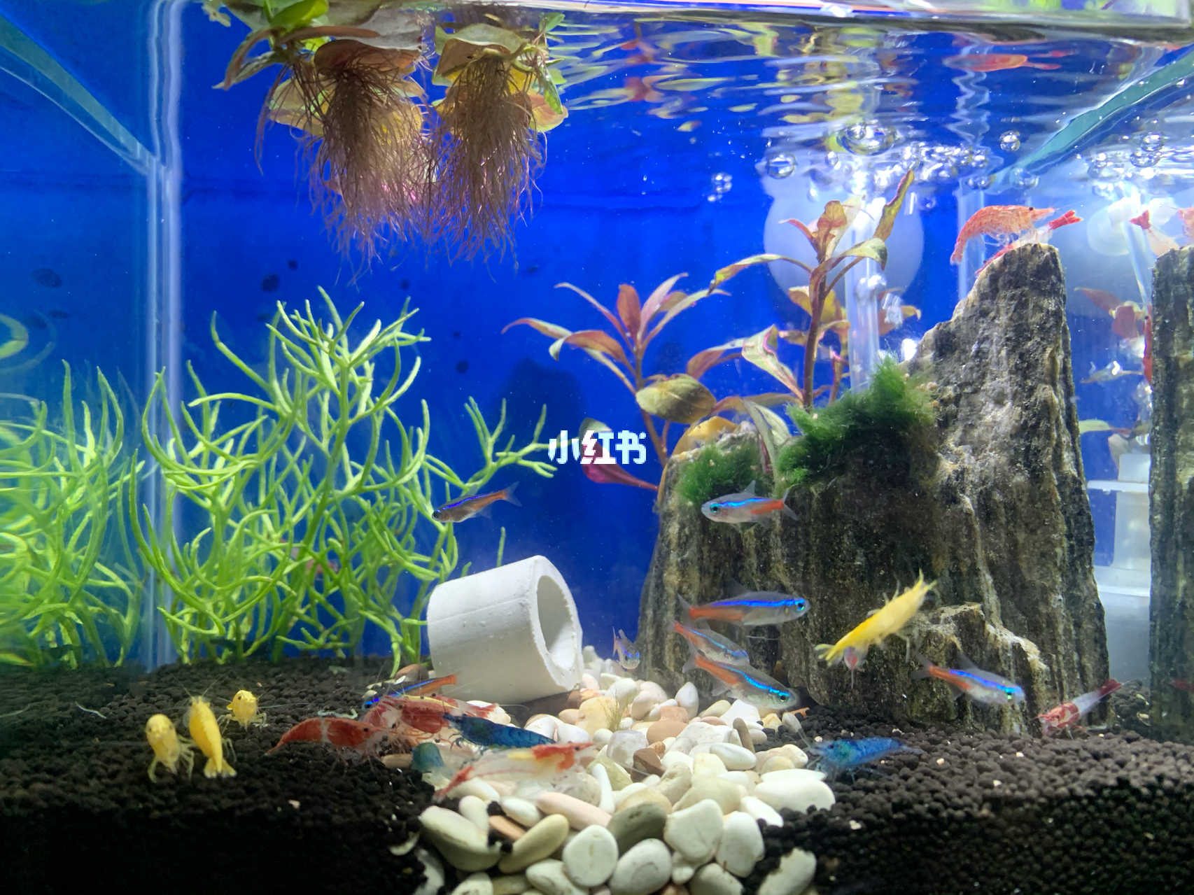 最新魚缸圖片，水族美學(xué)的時代變遷欣賞