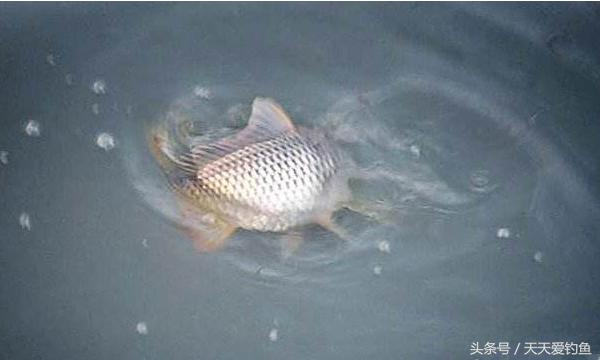 最新逗釣步驟指南，從入門(mén)到精通的釣魚(yú)技巧分享