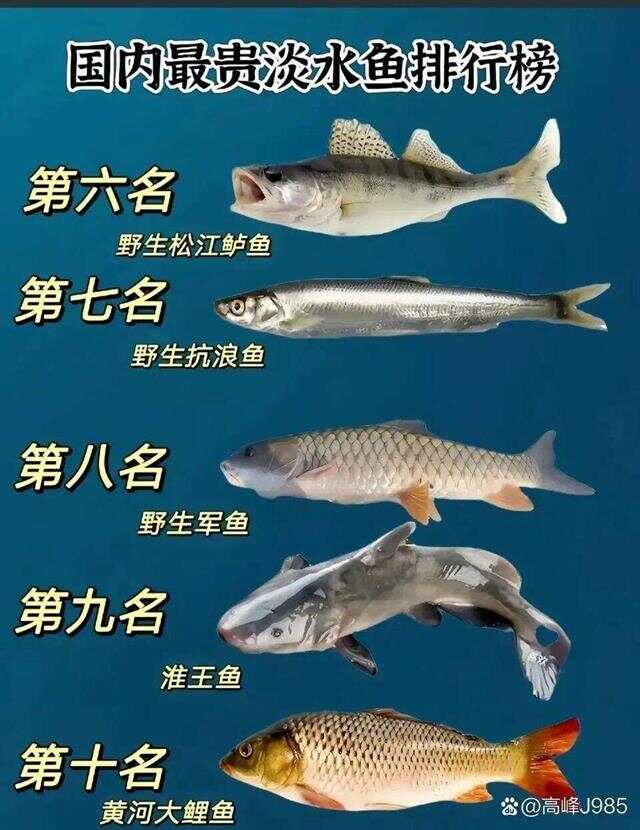 青魚國(guó)產(chǎn)最新論述，探索與解析