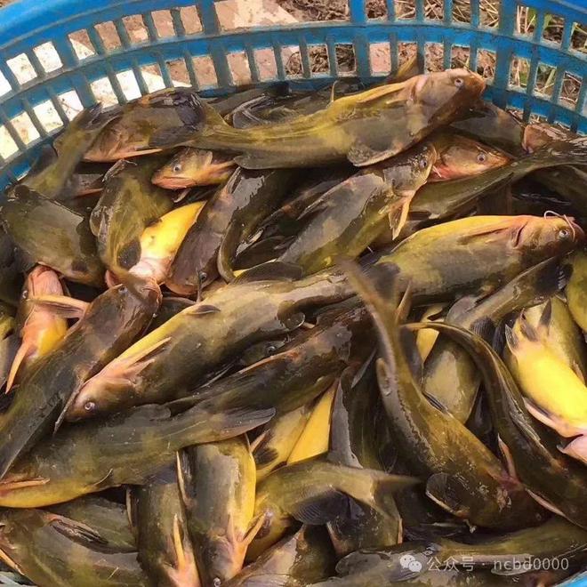 黃顙魚最新報價大全，專業(yè)指南與實時更新
